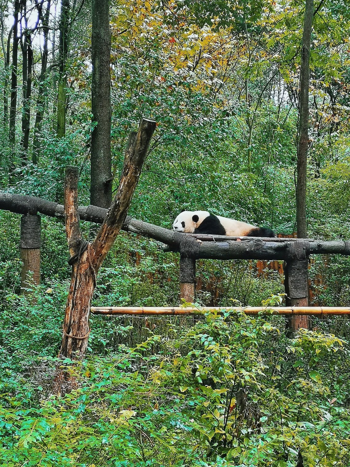 2019-11-12 086725147662296573321..jpg